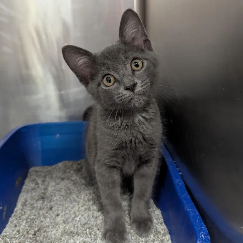 A baby small-sized male Gray / Blue / Silver Domestic Short Hair cat named Kit for adoption in Evansville, IN