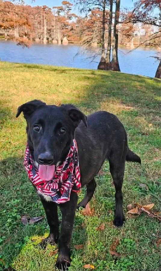 A young large-sized male Mixed Breed dog named Karson for adoption in Lee, NH