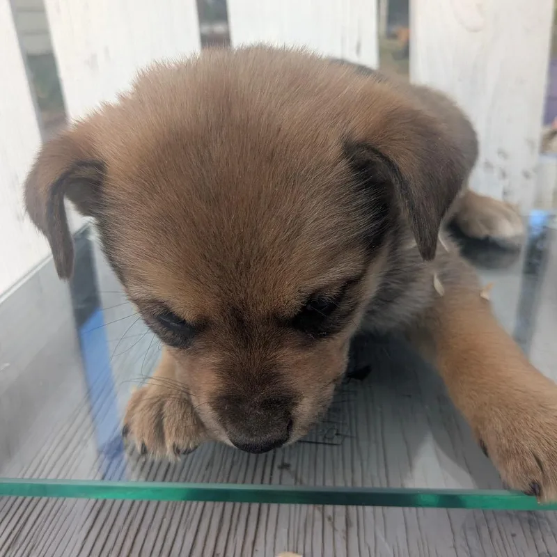 A baby medium-sized male Brown / Chocolate Husky dog named Boston Rob for adoption in Tacoma, WA