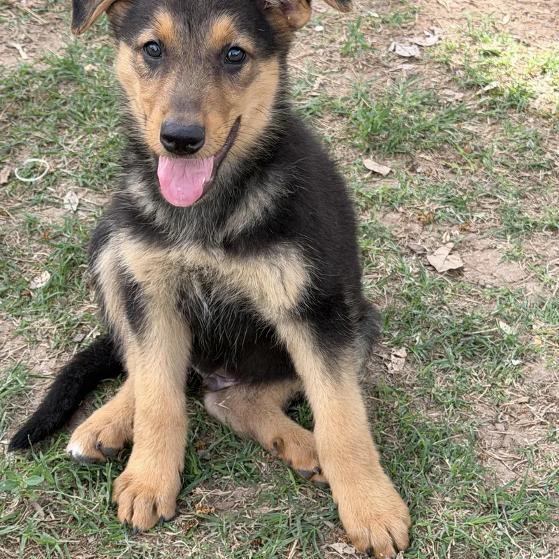Bolt