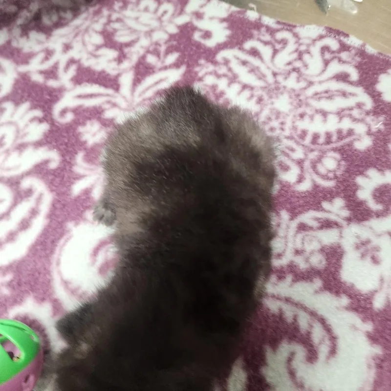 Velcro thumbnail 3