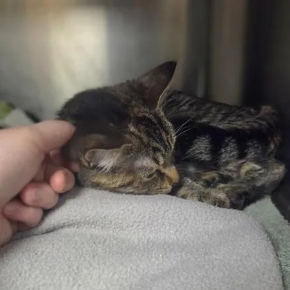 A young medium-sized female Domestic Short Hair cat named Nebula for adoption in Westland, MI