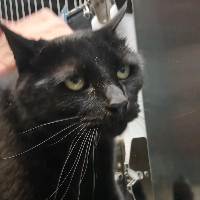 An adult small-sized male Black Domestic Short Hair cat named Cafe for adoption in Philadelphia, PA