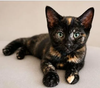 A baby medium-sized female Tortoiseshell Domestic Short Hair cat named Norma Jean for adoption in Battle Creek, MI