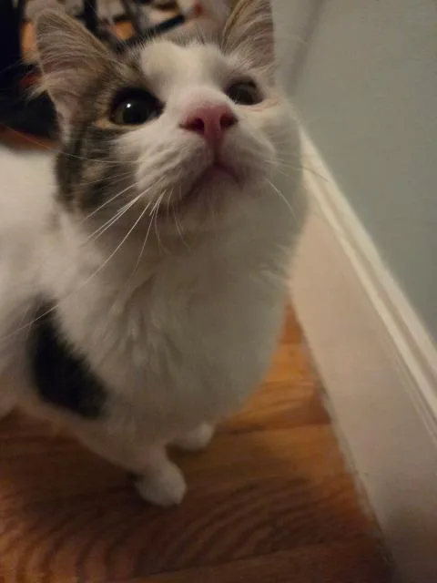 A baby medium-sized male Domestic Medium Hair cat named Doug Funnie for adoption in Pawtucket, RI