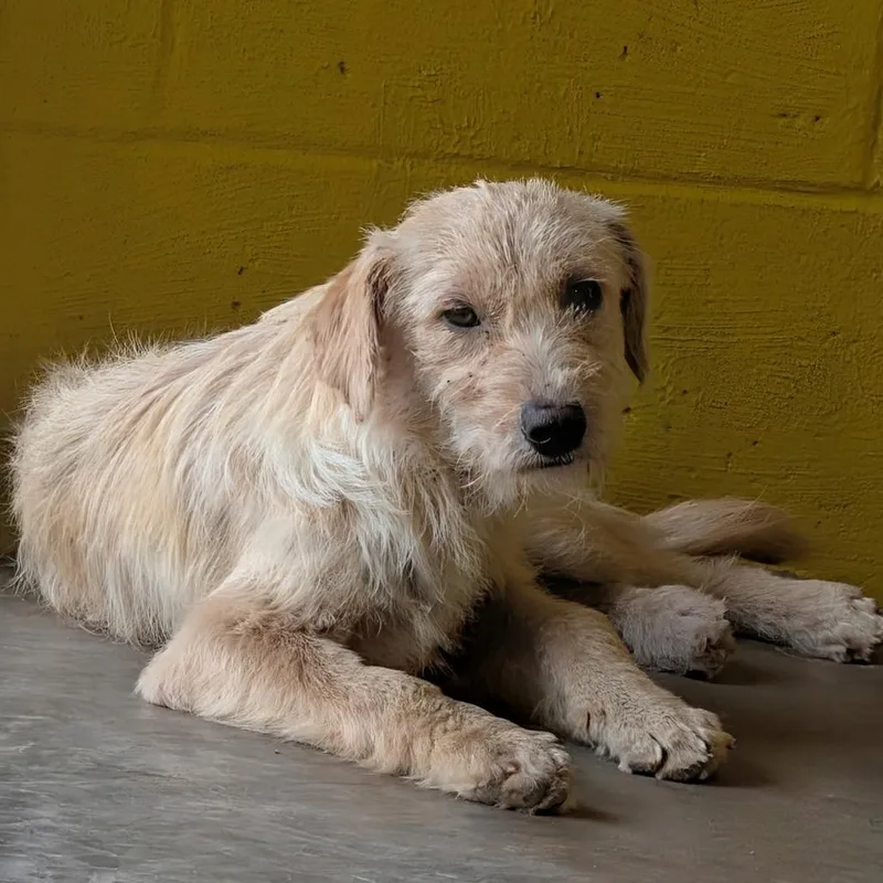 A young medium-sized female White / Cream Mixed Breed dog named Maxine for adoption in Huntsville, AR