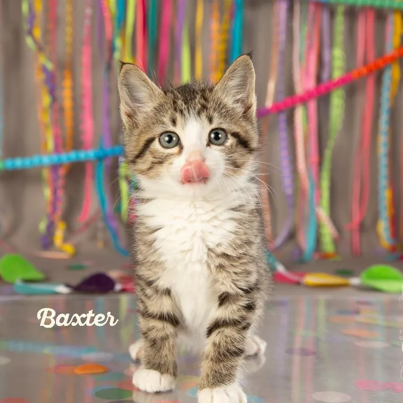 A young small-sized male Gray / Blue / Silver Domestic Short Hair cat named Baxter for adoption in Springfield, MO