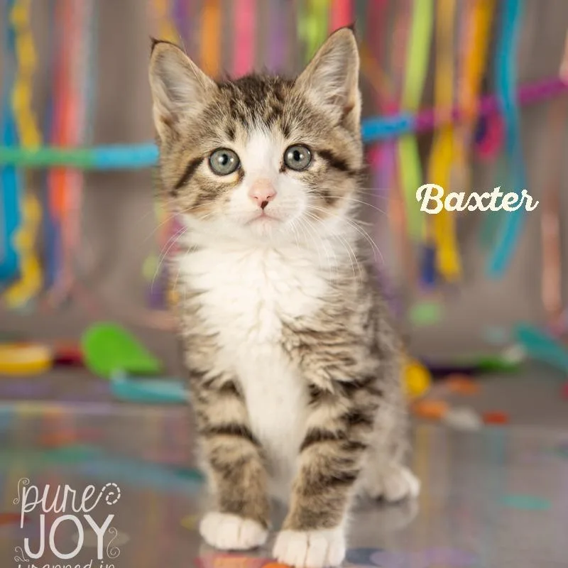 Baxter thumbnail 3