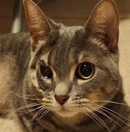 A young medium-sized female Domestic Short Hair cat named Noodles for adoption in Verona, WI