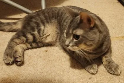 Noodles thumbnail 2