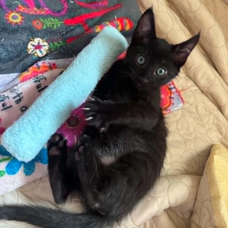 A baby small-sized male Black Domestic Short Hair cat named Larry for adoption in Antioch, CA