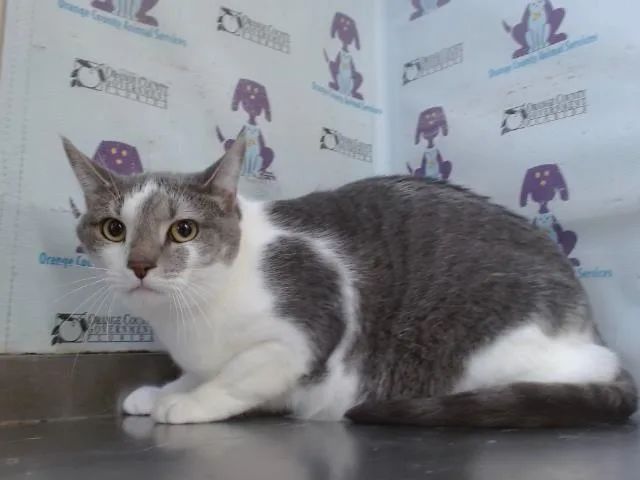 An adult small-sized female Domestic Short Hair cat named Luna for adoption in Orlando, FL
