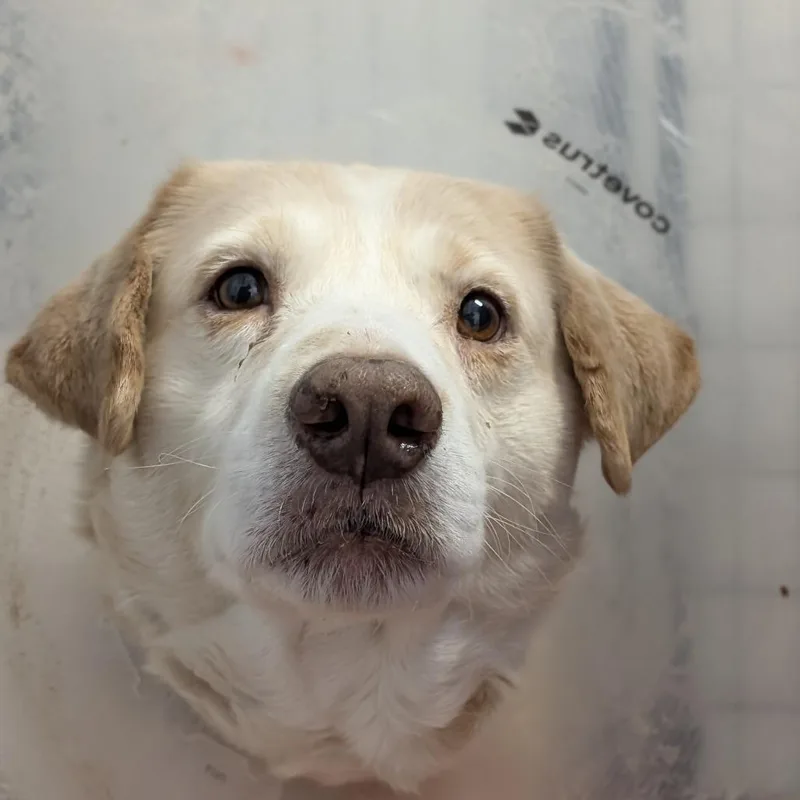 A senior medium-sized male Yellow / Tan / Blond / Fawn Yellow Labrador Retriever dog named Sunshine for adoption in Covington, GA