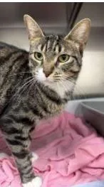 An adult small-sized female Domestic Short Hair cat named Britney for adoption in Phoenix, AZ