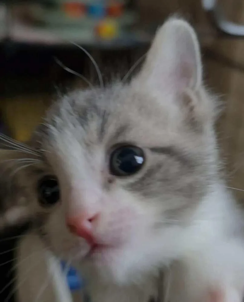A baby medium-sized male Gray & White Domestic Short Hair cat named Yeti for adoption in Greene, NY