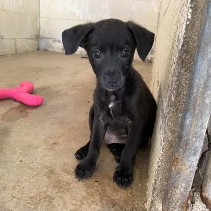 A baby small-sized male Smooth Fox Terrier dog named Archer for adoption in Morton Grove, IL