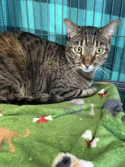 An adult medium-sized male Domestic Short Hair cat named Logan for adoption in Aberdeen, SD