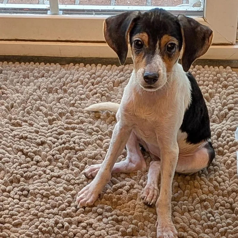 A baby medium-sized female Mixed Breed dog named Maggie for adoption in Jacksonville Beach, FL