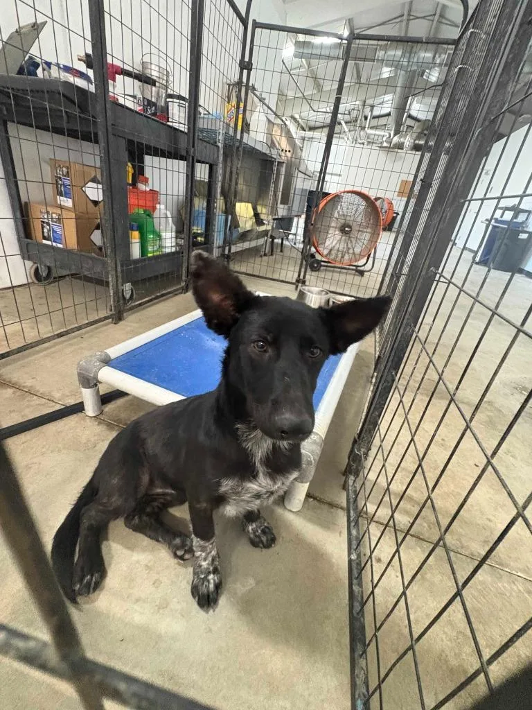 A young medium-sized female Dachshund dog named Katniss for adoption in McFarland, CA