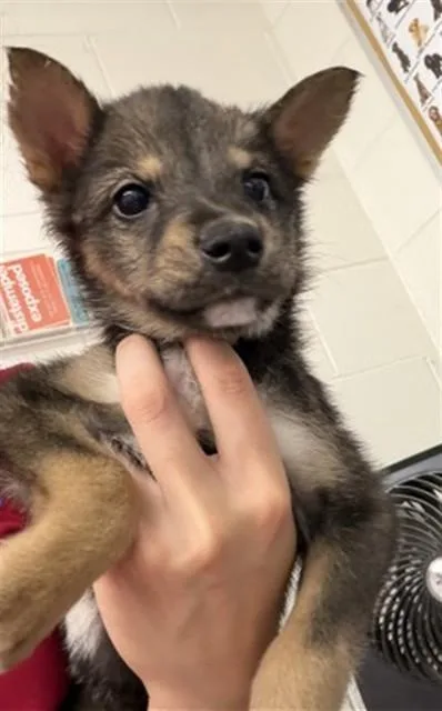 A baby small-sized female German Shepherd Dog dog named A for adoption in San Bernardino, CA