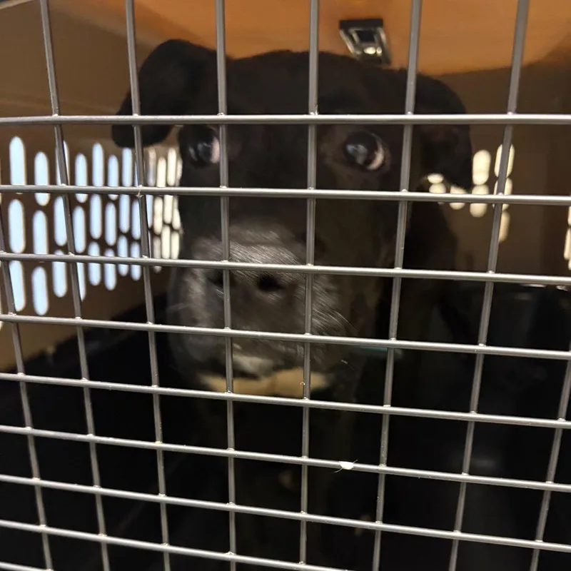 A young medium-sized male Black Mixed Breed dog named Tucker for adoption in DeKalb, IL