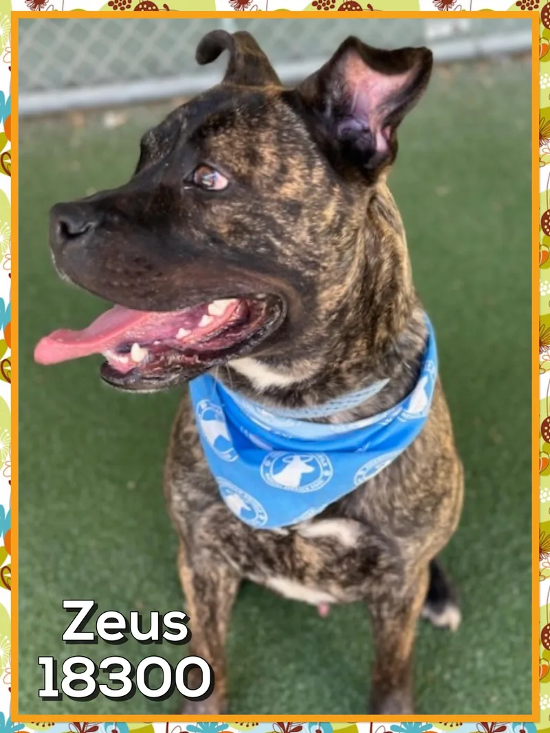Zeus thumbnail 2