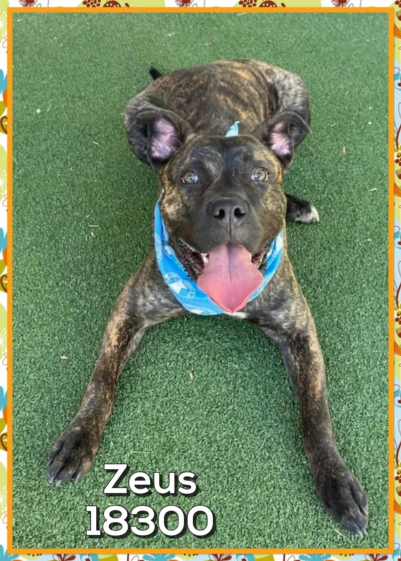 A young large-sized male Brindle Mountain Cur dog named Zeus for adoption in Marietta, GA