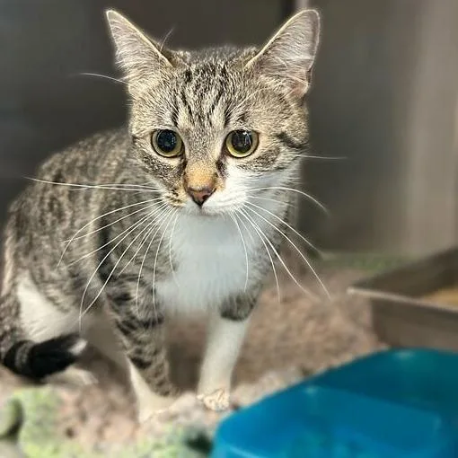 A young medium-sized female Brown / Chocolate Domestic Short Hair cat named Vitamin D for adoption in Davenport, IA