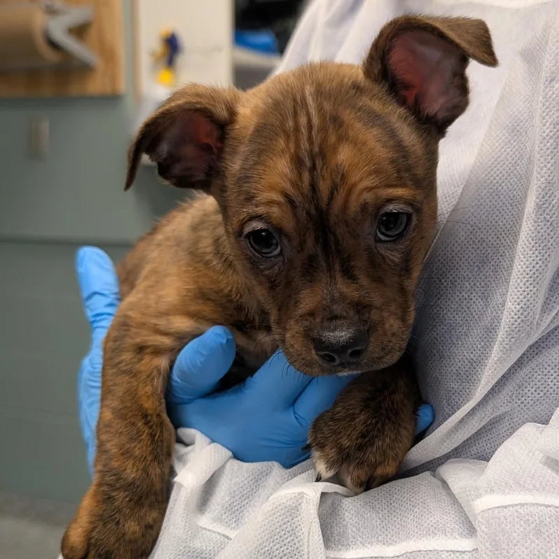 A baby small-sized male Brown / Chocolate Terrier dog named Lorax for adoption in Greenville, SC