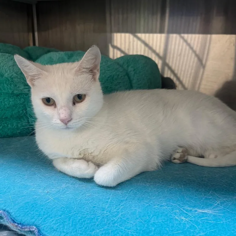 An adult medium-sized female White Domestic Short Hair cat named Manamoon for adoption in Dearborn, MI