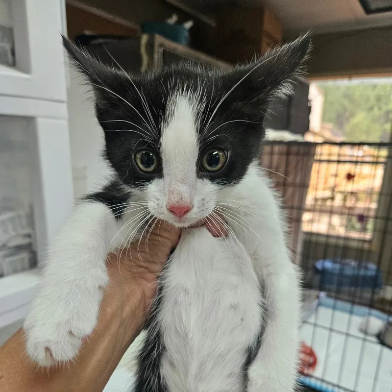A young small-sized female White Domestic Short Hair cat named White Sox for adoption in Hattiesburg, MS