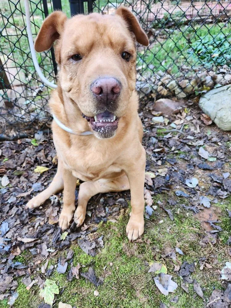 An adult large-sized female Red / Chestnut / Orange Shepherd dog named Butterscotch for adoption in Douglasville, GA