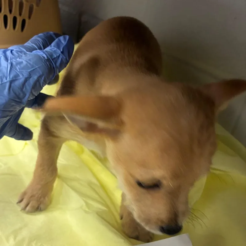 A baby small-sized female Yellow / Tan / Blond / Fawn Chihuahua dog named Bubbles for adoption in Amarillo, TX