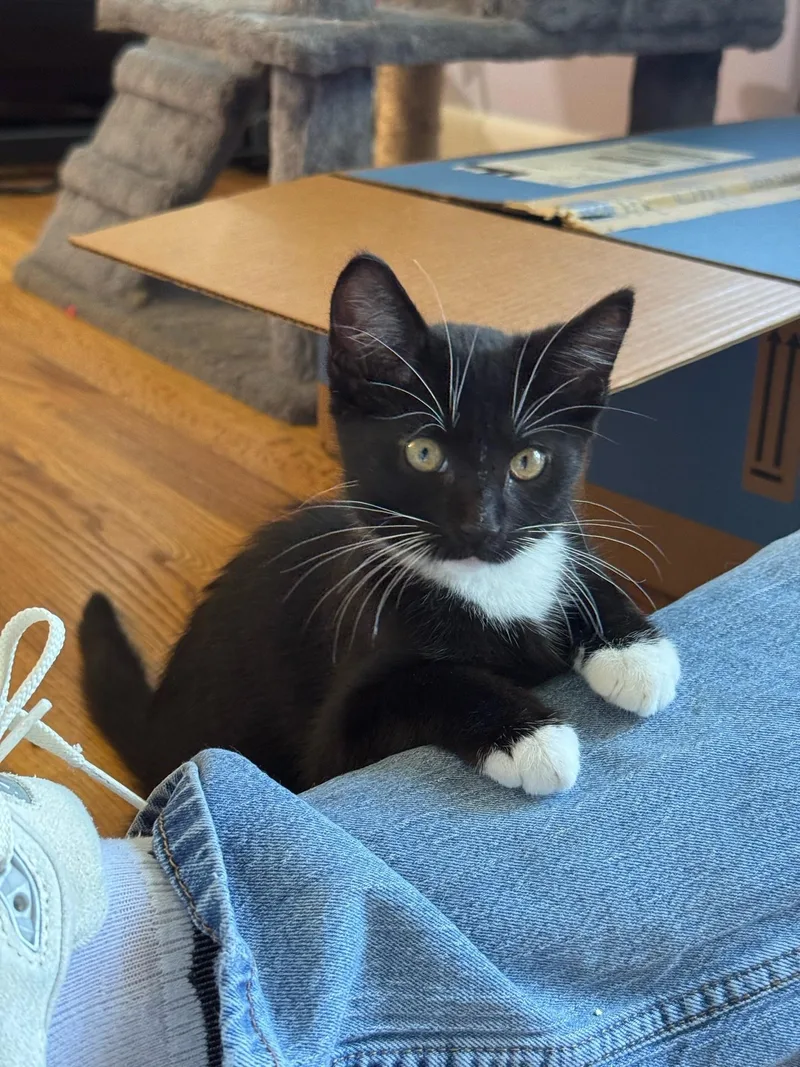A baby medium-sized female Black & White / Tuxedo Domestic Short Hair cat named Starbie for adoption in Murfreesboro, TN