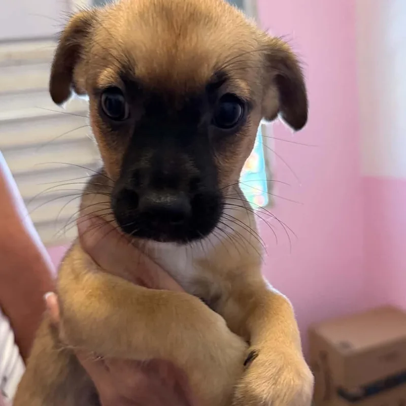 A baby small-sized female Chihuahua dog named Brooke for adoption in ISABELA, PR