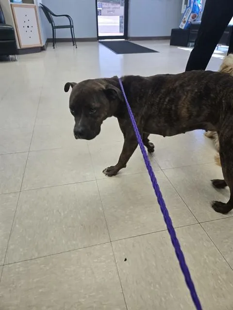 An adult small-sized female Staffordshire Bull Terrier dog named Marie Antoinette for adoption in Killeen, TX