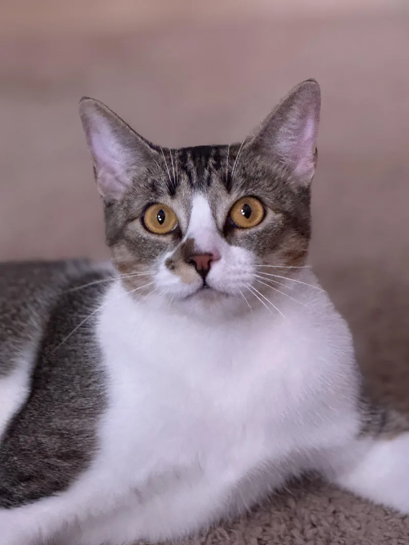 A young medium-sized female Gray & White Domestic Short Hair cat named Mika for adoption in Tomball, TX