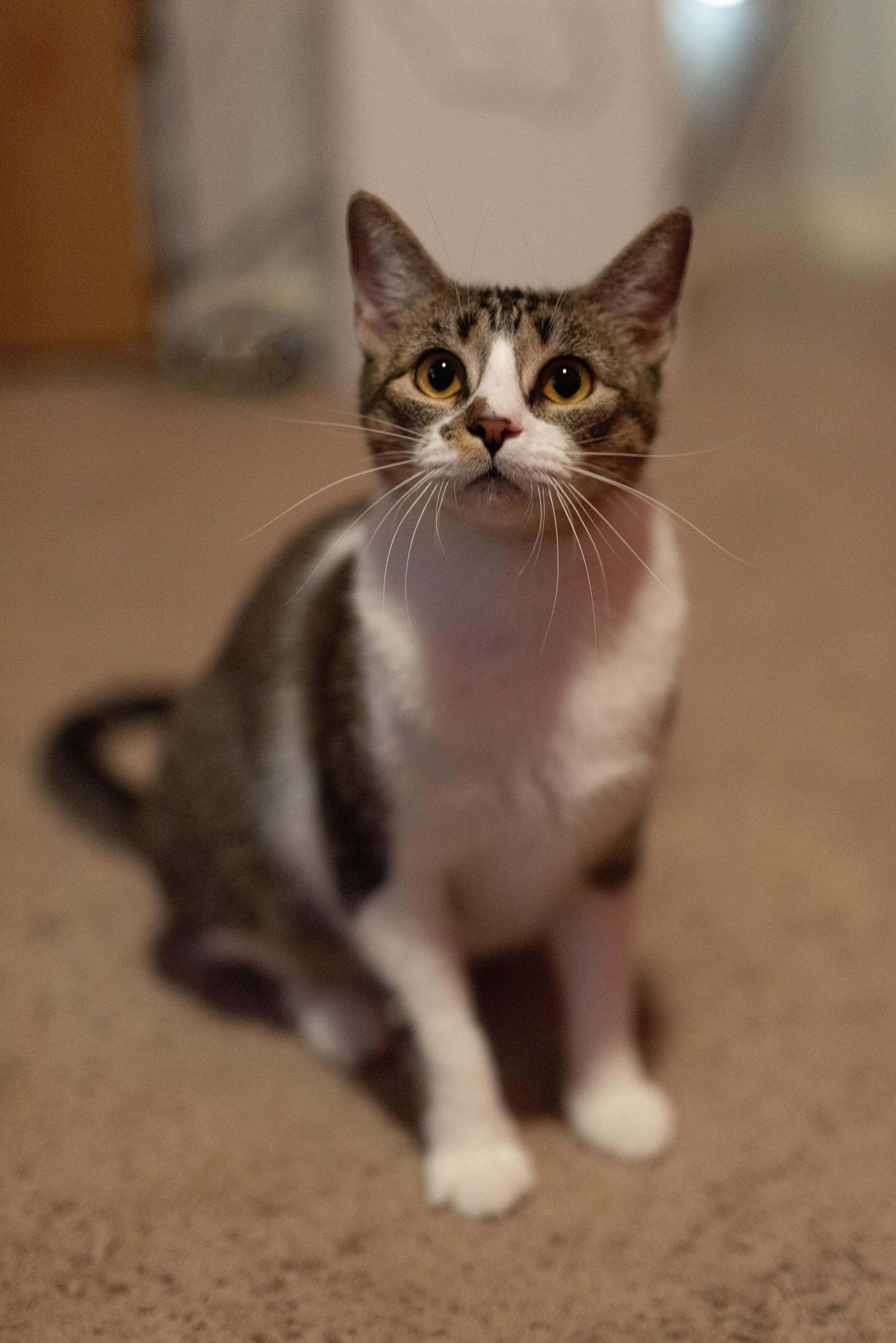 Mika thumbnail 4