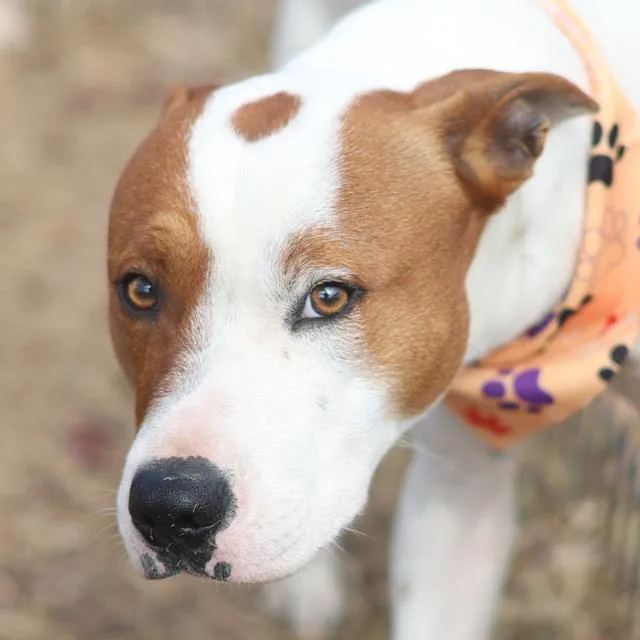 A young medium-sized male Terrier dog named Milo for adoption in San Antonio, TX