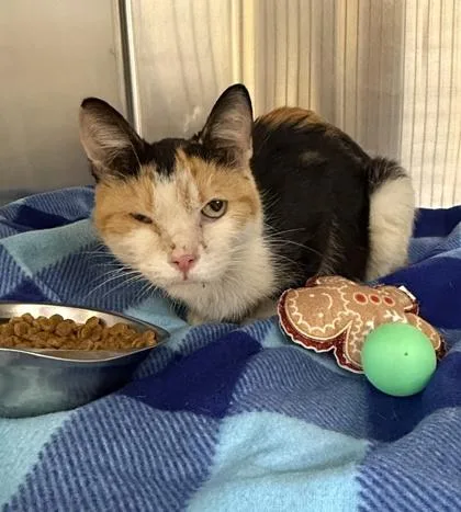 An adult small-sized female Domestic Short Hair cat named Magnolia for adoption in Independence, MO