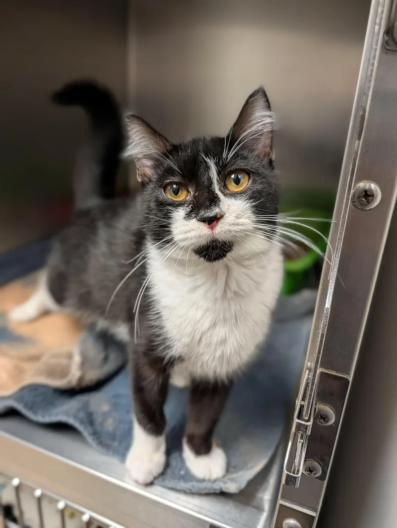 A baby medium-sized male Black & White / Tuxedo Domestic Short Hair cat named Max for adoption in Chambersburg, PA