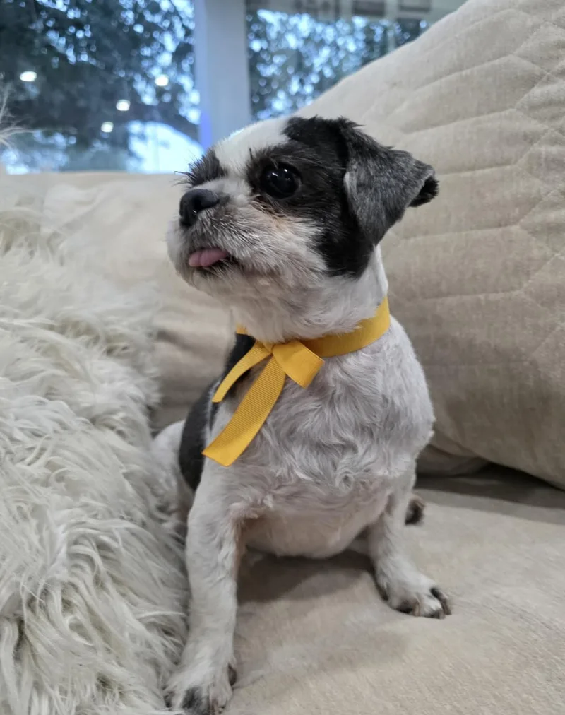 An adult small-sized female White / Cream Shih Tzu dog named Milly for adoption in Gregory, TX