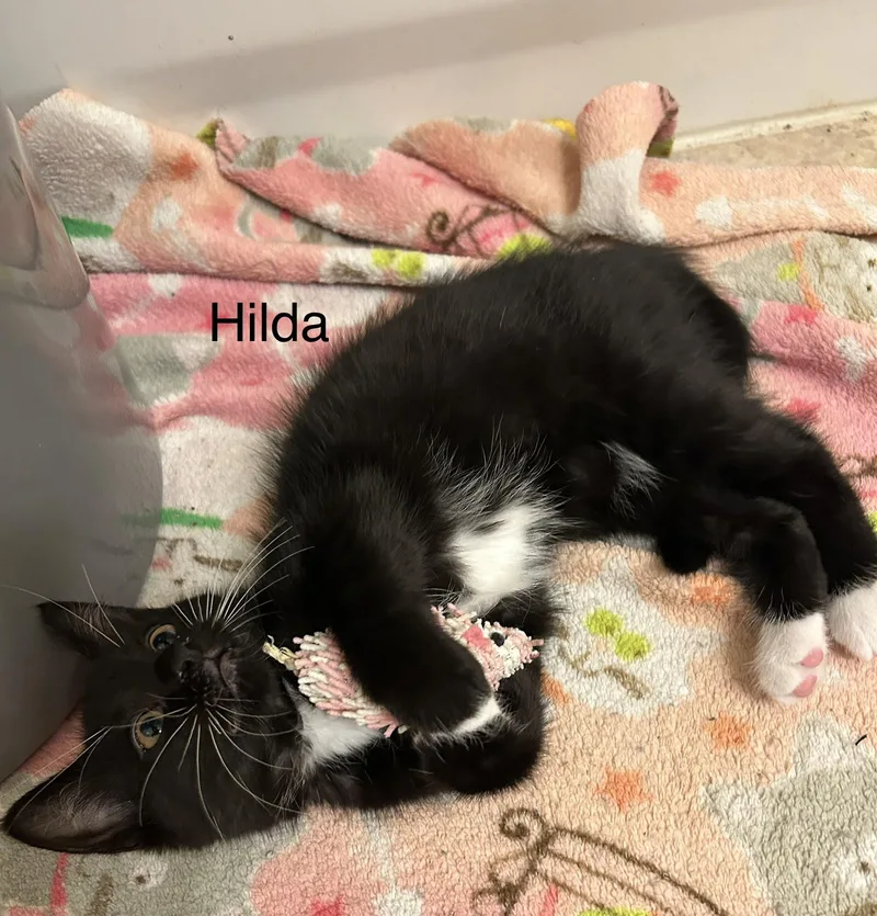 A baby small-sized female Black Domestic Short Hair cat named Hilda for adoption in Indianapolis, IN