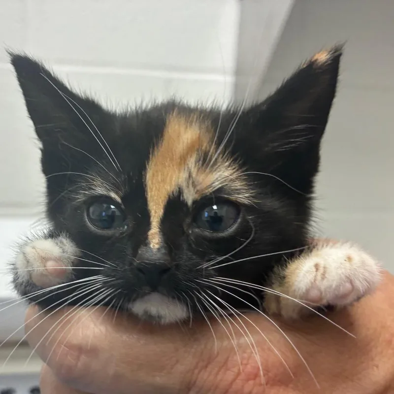 A baby small-sized female Calico Domestic Short Hair cat named Talzin for adoption in Corpus Christi, TX