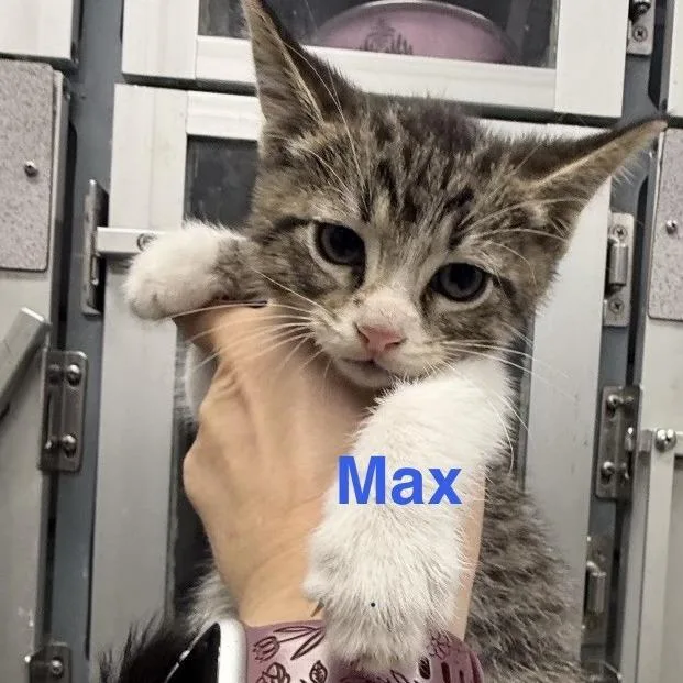 Max thumbnail 5