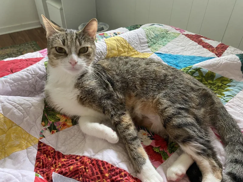 Marmalade & Cheetah thumbnail 2