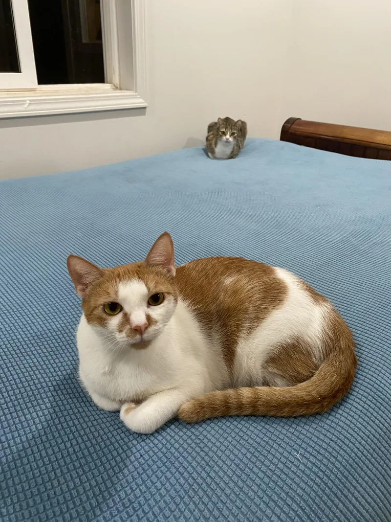 Marmalade & Cheetah thumbnail 3