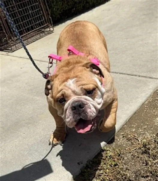 An adult medium-sized female American Bulldog dog named Sweet Potato for adoption in Riverside, CA