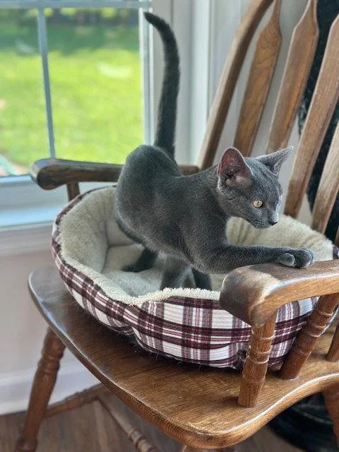 A young medium-sized male Gray / Blue / Silver Domestic Short Hair cat named Dennis for adoption in Ocean Pines, MD