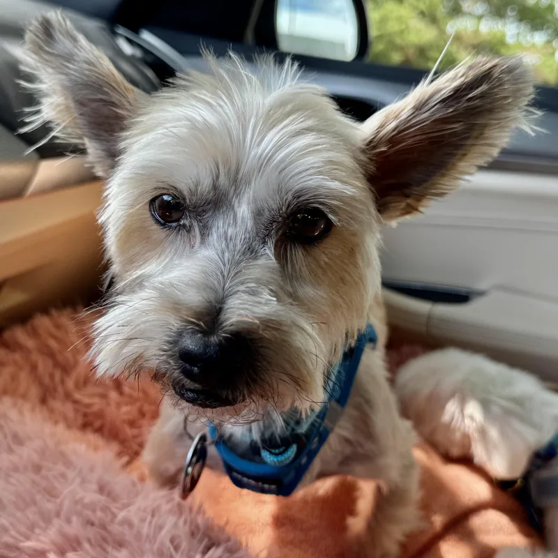 An adult small-sized male White / Cream Yorkshire Terrier dog named Winston Savor for adoption in Plano, TX